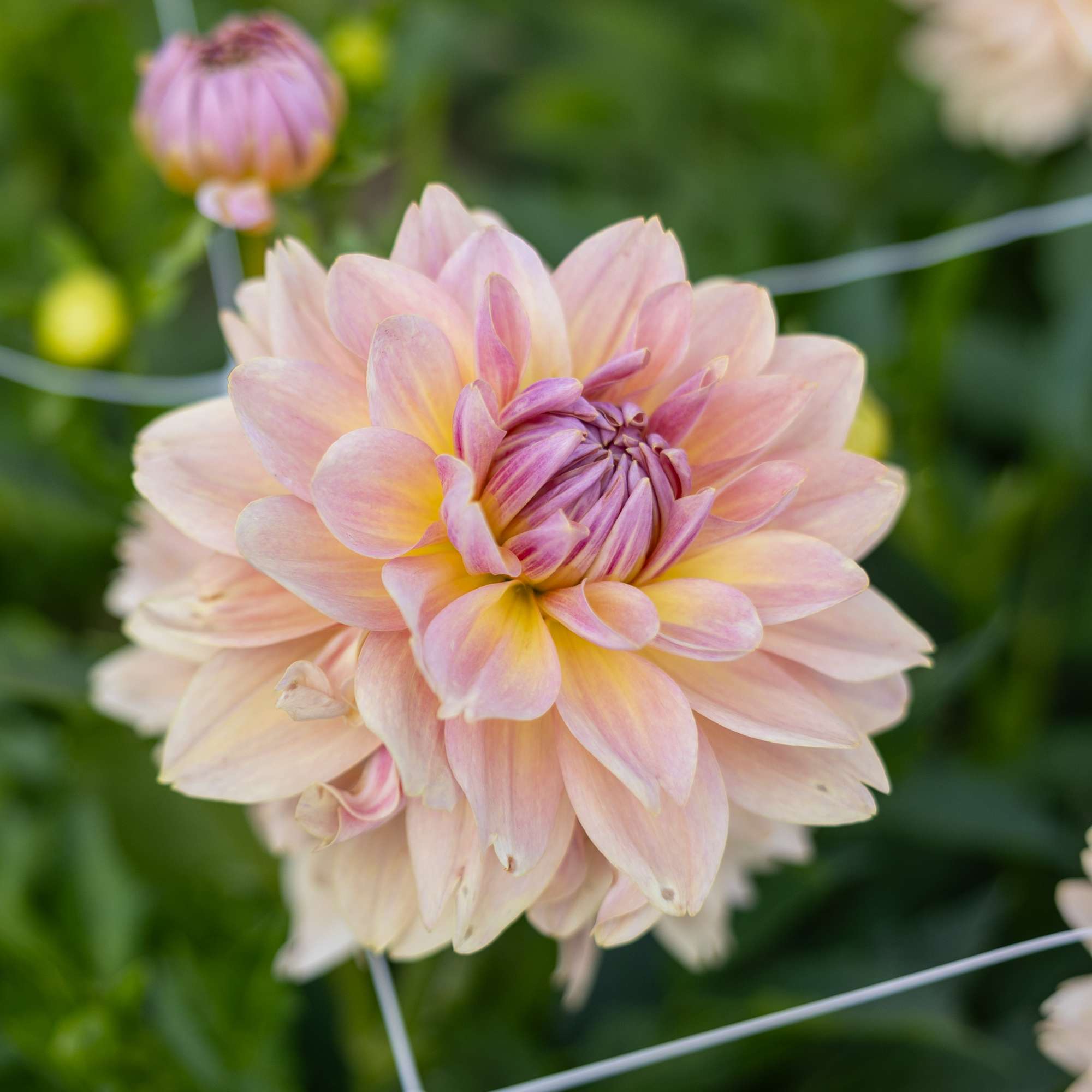 Dahlia 'Joels Favorite'